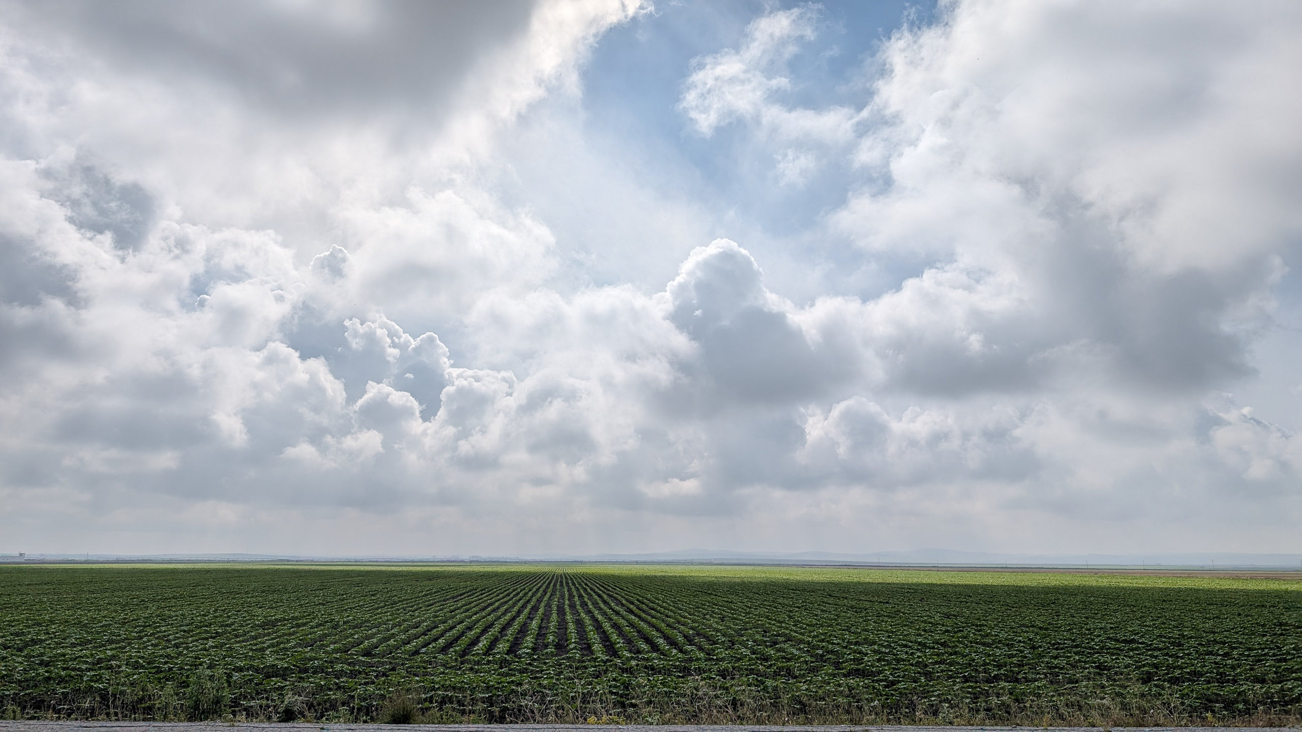 Flache Ebene mit jungen Pflanzen – dramatische Cumuluswolken
